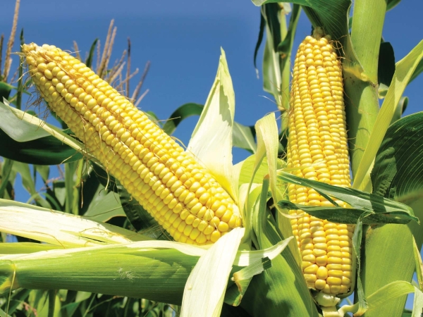 AgriGrowth Crop Development Project